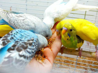 Зоосалон "Mister Dog" предлагает молодых волнистых попугаев. foto 2