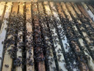 Vind 30 familii de albine cu stup. foto 2