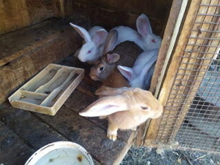 Продам кролики foto 4