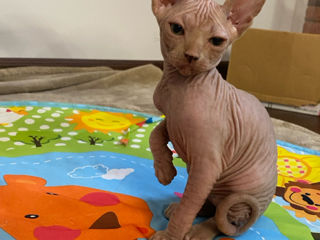 Кот Канадский Сфинкс / Motan Canadian Sphynx foto 3