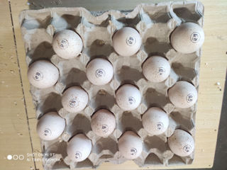 Инкубационное яйцо породы Мастер Грей foto 4