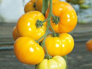 Семена томатов yamomoto f1/ livram / consultatii agronomice