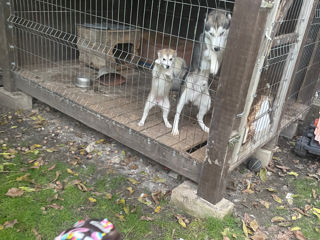 Mascul husky și pui femela husky foto 6