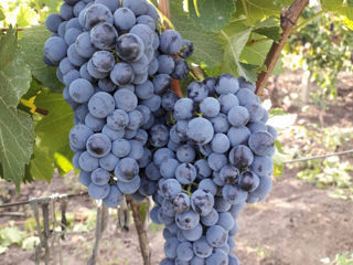 Struguri angro "Shasla","Suruchen" "Merlot" !!! foto 8