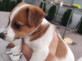 Jack Russel Terrier urgent! foto 5