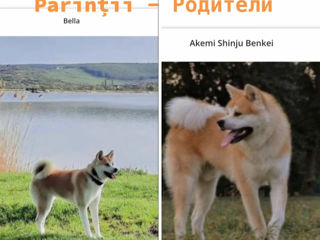 Akita inu - mascul / Акита ину - мальчик  фото 3