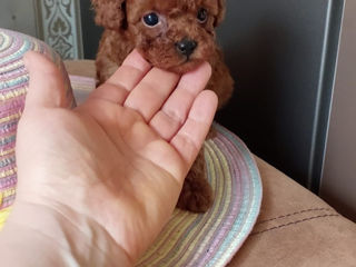 Mini toy poodle