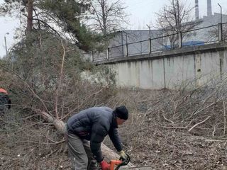 Благоустройство спил деревьев,удаление кроны,уборка территорий curatarea terenurilor. teritoriilor. foto 4