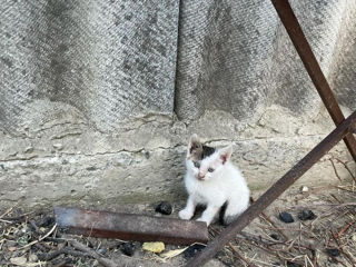 Ofer pui de pisici 2 luni jumătate foto 3