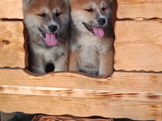 Akita  foto 4