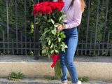 Розы молдавские от foto 9