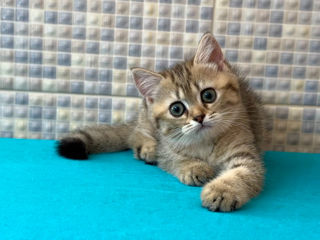 British shorthair golden tabby ,female .