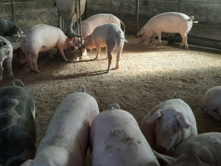 Vind porci vii crescuti natural in conditii de ferma de la 40 lei in sus foto 2