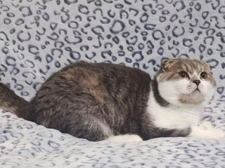 Недорого! Чистокровный шотландский котик Scottish fold! foto 4