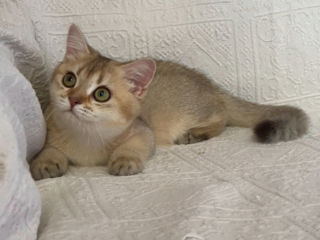 British shorthair ,female golden shaded foto 6