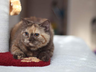 British Shorthair pedigree foto 1