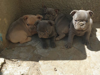 Buldog Francez  фото 1