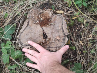 Vând teren pădure cu salcâm foto 6