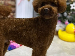 Toy poodle. Excellent red brown.