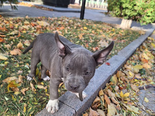 American Bully foto 12