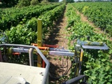 Агрегаты для зеленых операций в виноградниках foto 8