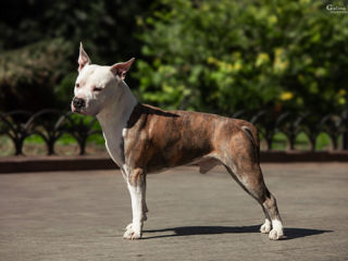 Вязка. Чистокровный Стаффорд. Amstaff с родословной foto 1