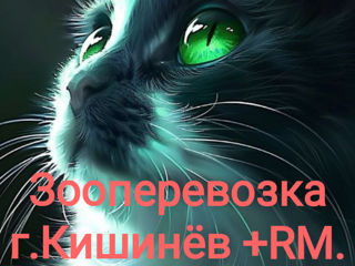 Зоо перевозки г.Кишинёв + RM. Viber WhatsApp Telegram Online. foto 3