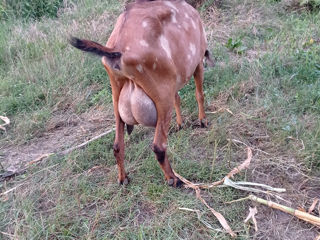 Avem de vînzare căpriță mulgătoare, alpină franceza,cu o genetică foarte buna, foto 5