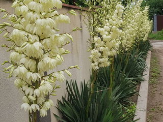 Floare Yucca foto 5