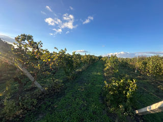 Vindem Teren Agricol cu Livadă 10ha+viță de vie 4ha+5ha  teren arabil. Țepoaia, comunaTigheci, Leova foto 15