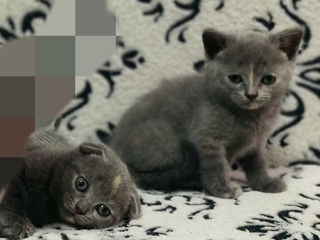 British Shorthair foto 2