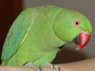 Ожереловый попугаи серый, зеленый, белый (papagal inelar ) foto 3