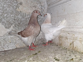 🕊️ Porumbei de rasă – King și Texani, talie mare 🕊️

 foto 9