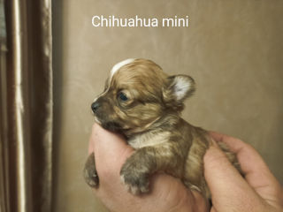 Chihuahua mini. Rasă pură!!! Чихуахуа мини foto 9