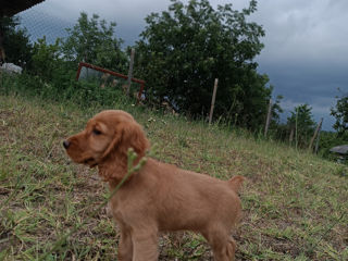 Cocher spaniel englez foto 2