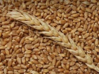 Продам кукурузу (500кг), пшеницу (500кг), шрот (60кг). Бельцы. Транспорт в наличии foto 2
