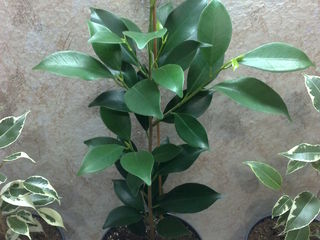 Ficus Bendjamina, Ficus Nitida. Доставка. foto 3