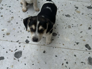 Pui Jack Russell Terrier (metis) de vânzare  foto 6