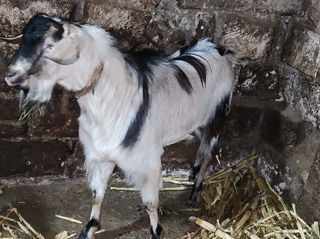 Vând țap tânar foto 3