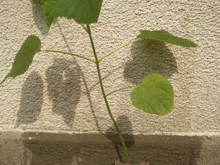 paulownia tomentosa foto 4