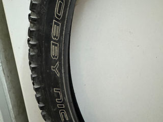 Schwalbe foto 3