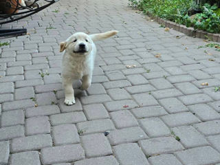 Golden Retriever rasa curata foto 10