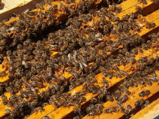 Продаю пчелосемьи Карника