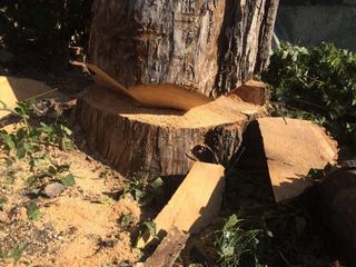 Taierea copacilor-indepartarea crengilor periculoase ,taierea lemnelor foto 9