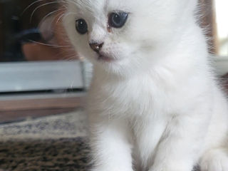 Scottish fold chinchilla!!!