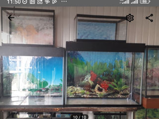 аквариумы рыбки и ростения foto 7