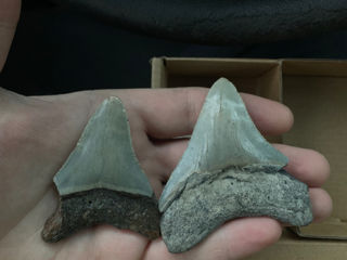 Огромный Окаменелый  зуб древней акулы(мегалодон) foto 2