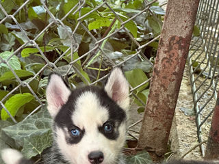 Vând cei mai drăgălași  husky foto 8