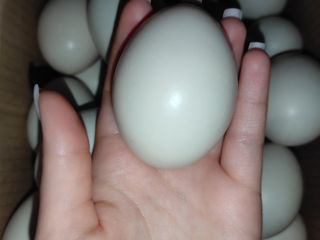 Vindem ouă de rațe mute de culori albe , negre și cafenii