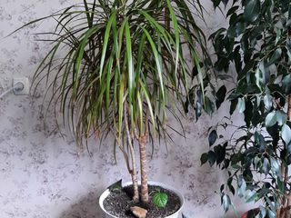 Ficus benjamin 1,5m китайская роза, dracena,Zamioculcas, Spathiphyllum, orhidei foto 4